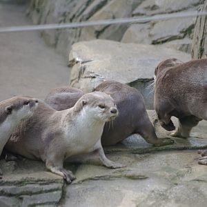 Smooth Coated Otters- 11/4/2024