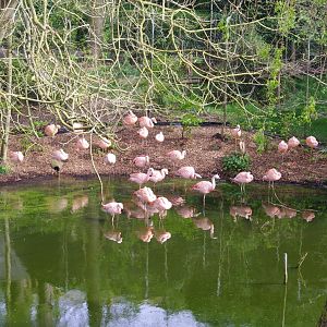Chilean Flamingo flock- 11/4/2024