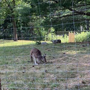 Western Gray Kangaroo?