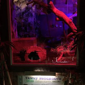 Tawny Frogmouth Exhibit