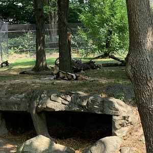 African Painted Dogs