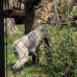 Kitombe the gorilla (Gorilla Grove)