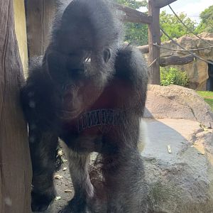 Kitombe the gorilla (Gorilla Grove)