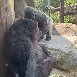 Kitombe and Kiki (Gorilla Grove)