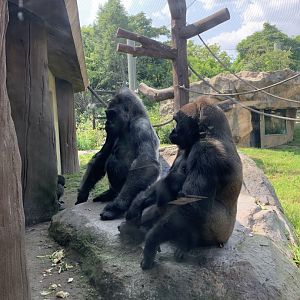 Kiki and Kambiri? (Gorilla Grove)