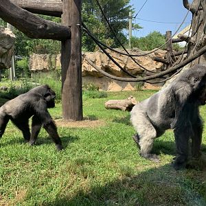 Kitombe and Kambiri (Gorilla Grove)