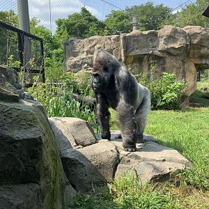 Kitombe (Gorilla Grove)