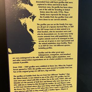 Outdated sign about the gorillas (Tropical Forest)