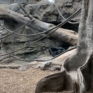 Little Joe (Tropical Forest)