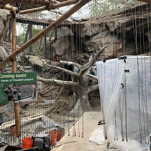 Clouded Leopard Construction