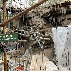 Clouded Leopard Construction