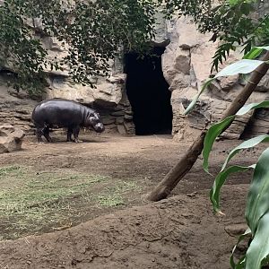 Pygmy Hippo