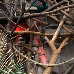 Cotton Topped Tamarins