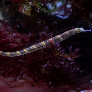 Pipefish ID - Sea Life München