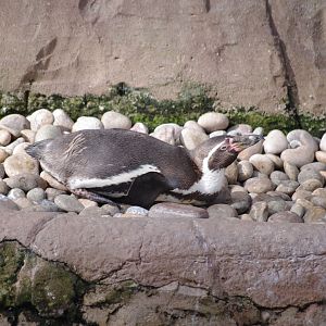 Humboldt Penguin- 11/4/2024