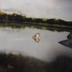 Scooter- Giant Asian Pond Turtle- 11/4/2024