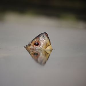 Scooter- Giant Asian Pond Turtle- 11/4/2024