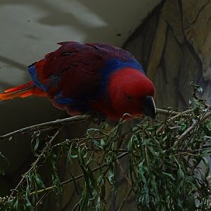 Eclectus parrot (Eclectus roratus)