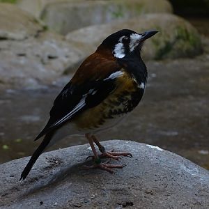 Chestnut-backed ground-thrush (Geokichla dohertyi)