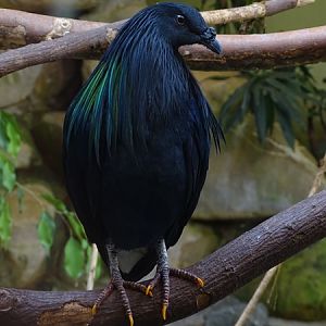 Nicobar pigeon (Caloenas nicobarica)