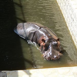 Pollux the hippopotamus