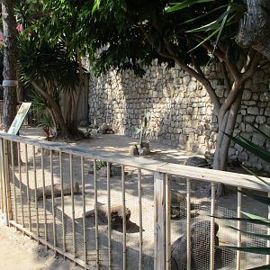 Spurred tortoise paddock