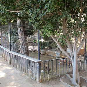 Guinea pig enclosure