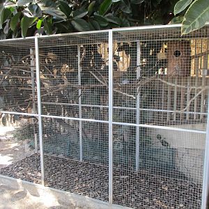 Diamond dove aviary