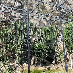 South American aviary