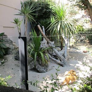 Yellow mongoose enclosure