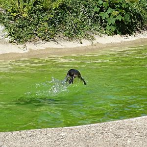 Porpoising, 10th June 2024