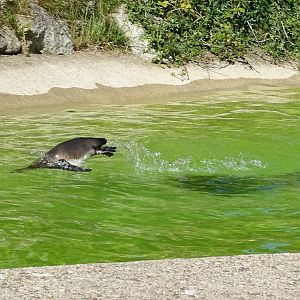 Porpoising, 10th June 2024