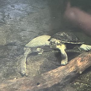 Turtle ID