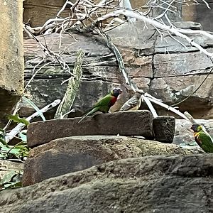 Lorikeet ID