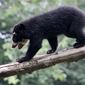 Spectacled Bear (Tremarctos ornatus) cub