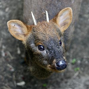 Southern Pudu (Pudu puda) male