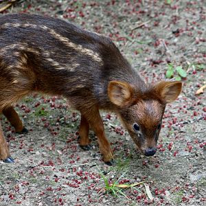 Southern Pudu (Pudu puda) fawn