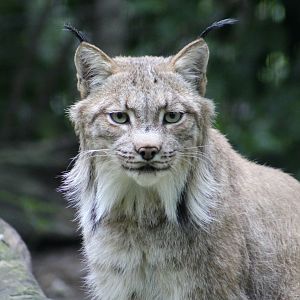 Canadian Lynx (Lynx canadensis)