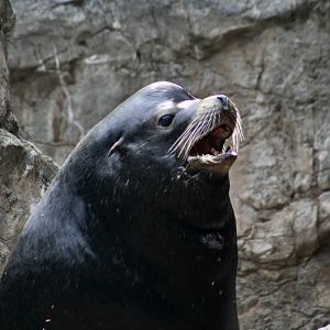 California Sea Lion (Zalophus californianus) - "Tacoma"