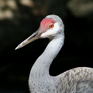 Florida Sandhill Crane (Antigone canadensis pratensis)
