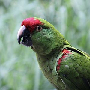 Thick-Billed Parrot (Rhynchopsitta pachyrhyncha)