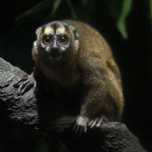 Grey-handed Night Monkey