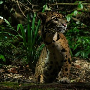 Clouded Leopard-Tripod