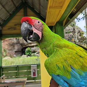 Great Green Macaw