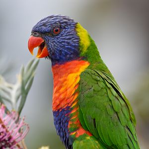 Rainbow Lorikeet