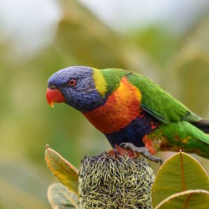 Rainbow Lorikeet