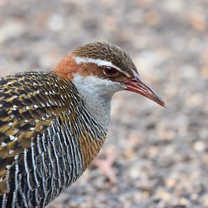 Buff-banded Rail