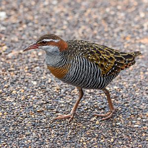 Buff-banded Rail