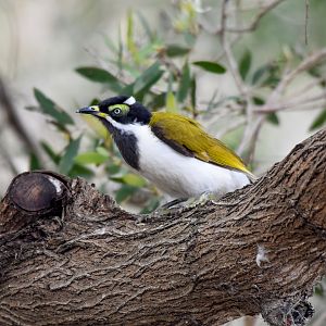 Blue-faced Honeyeater