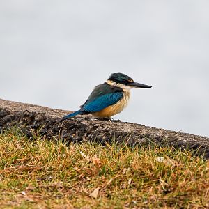 Sacred Kingfisher